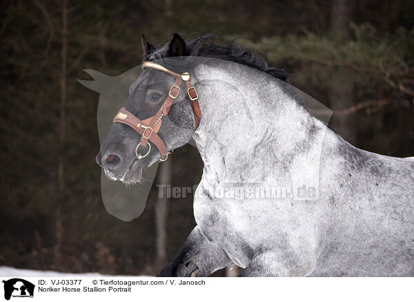 Noriker Horse Stallion Portrait / VJ-03377