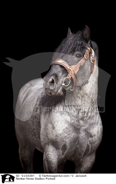 Noriker Horse Stallion Portrait / VJ-03381