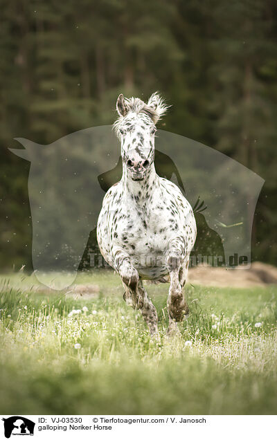 galloping Noriker Horse / VJ-03530