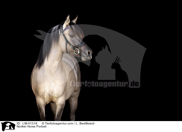 Noriker Horse Portrait / LIB-01318