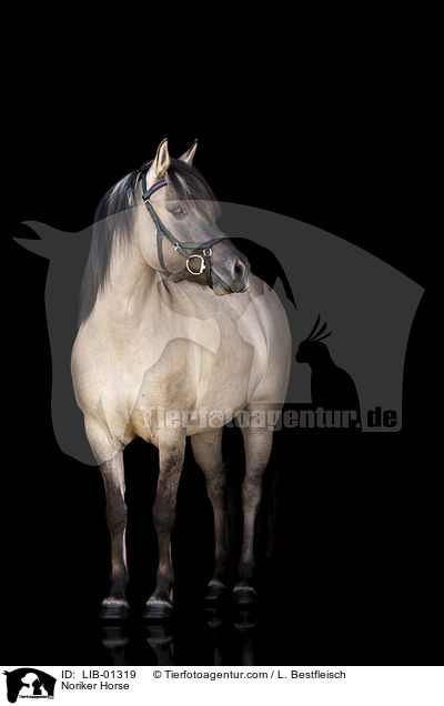 Noriker Horse / LIB-01319