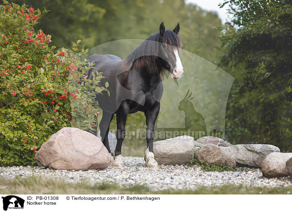 Noriker horse / PB-01308