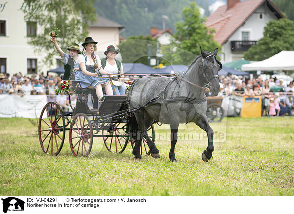 Noriker horse in front of carriage / VJ-04291