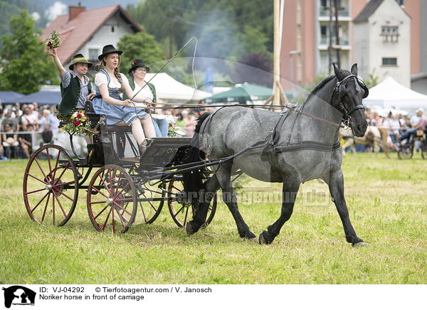 Noriker horse in front of carriage / VJ-04292