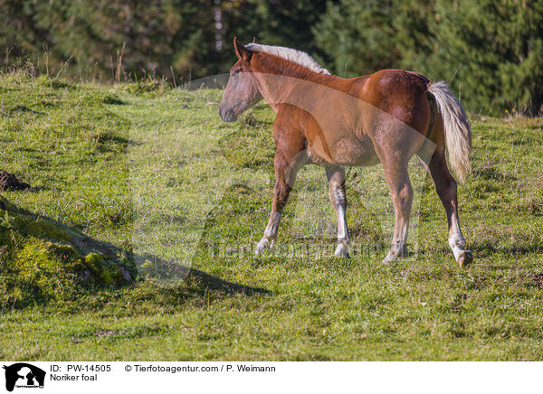 Noriker foal / PW-14505