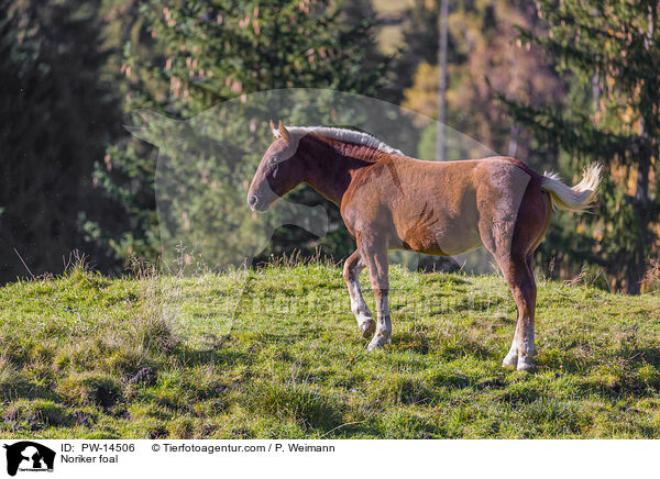 Noriker foal / PW-14506