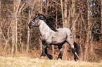 running Noriker Horse