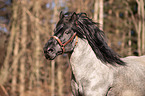 Noriker Horse portrait