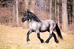 running Noriker Horse