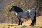 standing Noriker Horse