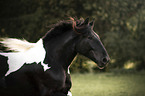 Noriker horse portrait