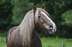 Noriker Horse portrait