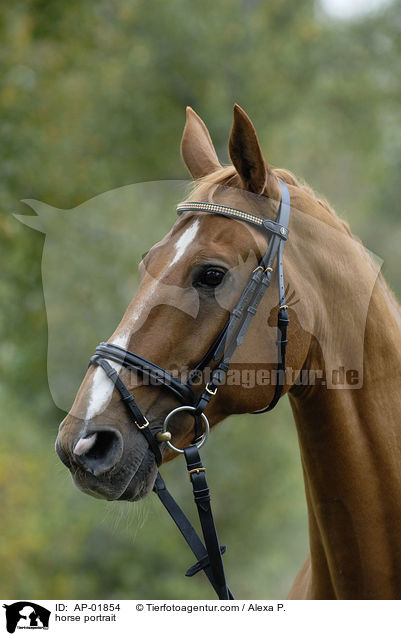 horse portrait / AP-01854