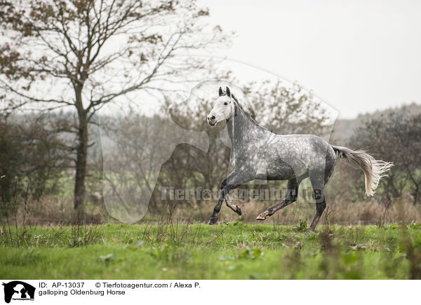 galloping Oldenburg Horse / AP-13037
