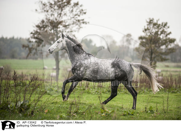 galloping Oldenburg Horse / AP-13042