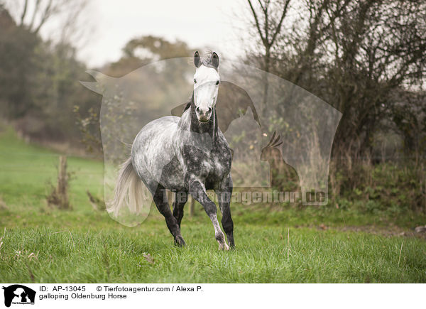 galloping Oldenburg Horse / AP-13045