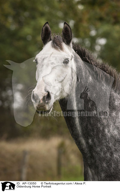 Oldenburg Horse Portrait / AP-13050
