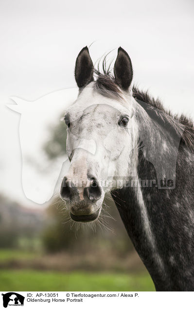 Oldenburg Horse Portrait / AP-13051