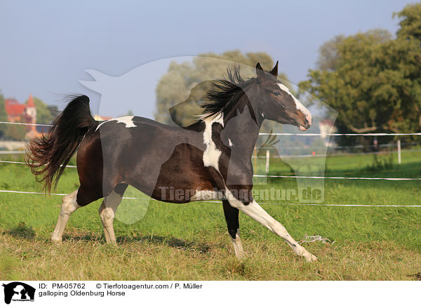 galloping Oldenburg Horse / PM-05762
