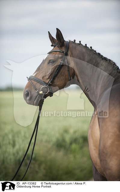 Oldenburg Horse Portrait / AP-13382