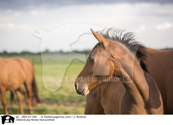 Oldenburg Horse foal portrait / JRO-01149