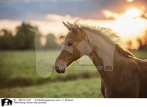 Oldenburg Horse foal portrait / JRO-01154