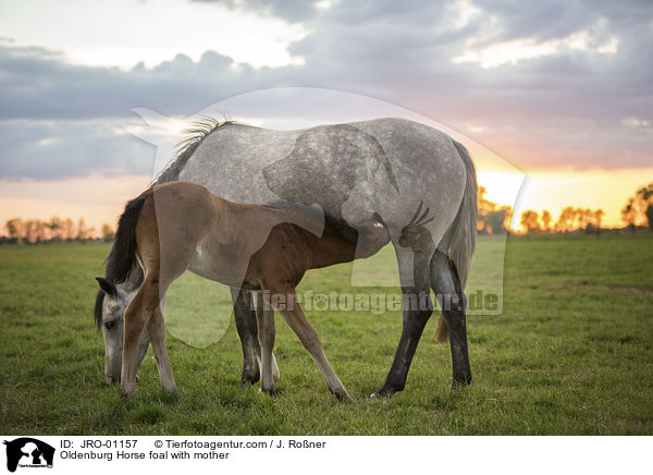 Oldenburg Horse foal with mother / JRO-01157
