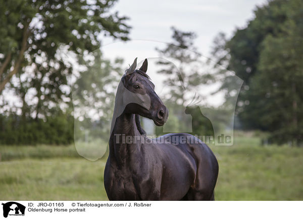 Oldenburg Horse portrait / JRO-01165