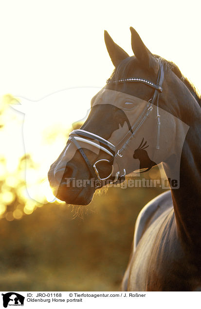 Oldenburg Horse portrait / JRO-01168