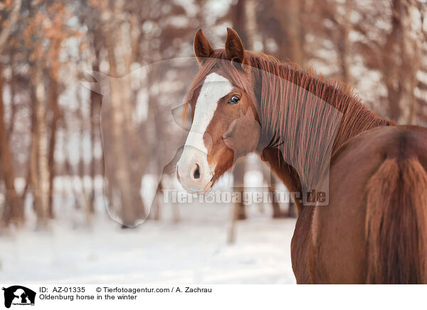 Oldenburg horse in the winter / AZ-01335