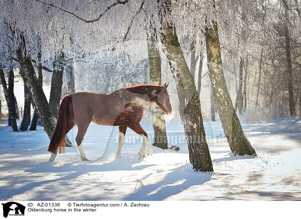 Oldenburg horse in the winter / AZ-01336