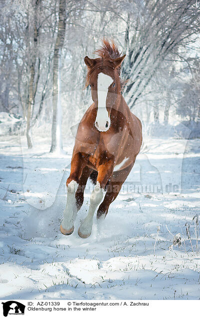 Oldenburg horse in the winter / AZ-01339