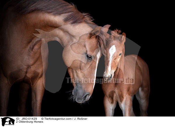 2 Oldenburg Horses / JRO-01429