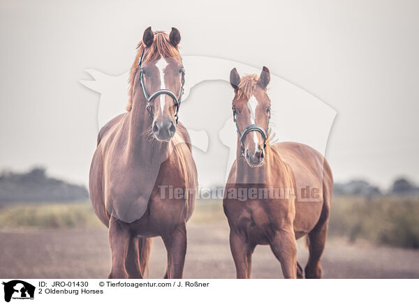 2 Oldenburg Horses / JRO-01430