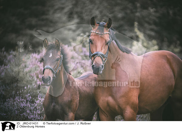 2 Oldenburg Horses / JRO-01431