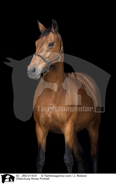 Oldenburg Horse Portrait / JRO-01434
