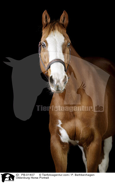 Oldenburg Horse Portrait / PB-01407