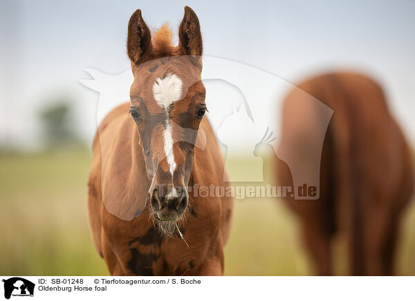 Oldenburger Fohlen / Oldenburg Horse foal / SB-01248