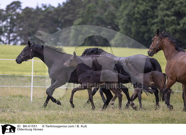 Oldenburg Horses / BK-01551