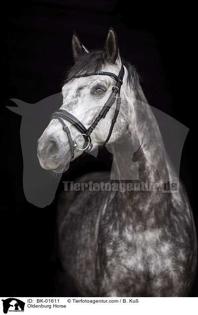 Oldenburg Horse / BK-01611