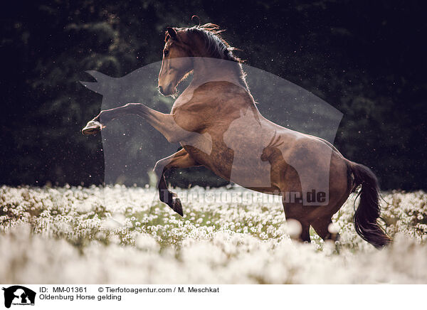 Oldenburg Horse gelding / MM-01361