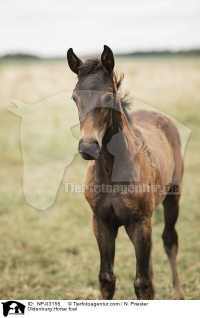 Oldenburg Horse foal / NP-03155