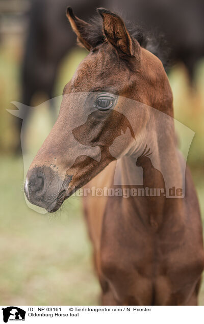 Oldenburg Horse foal / NP-03161
