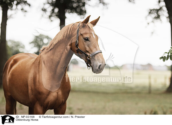 Oldenburg Horse / NP-03168