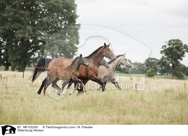 Oldenburg Horses / NP-03200