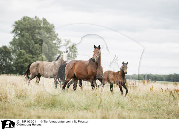 Oldenburg Horses / NP-03201