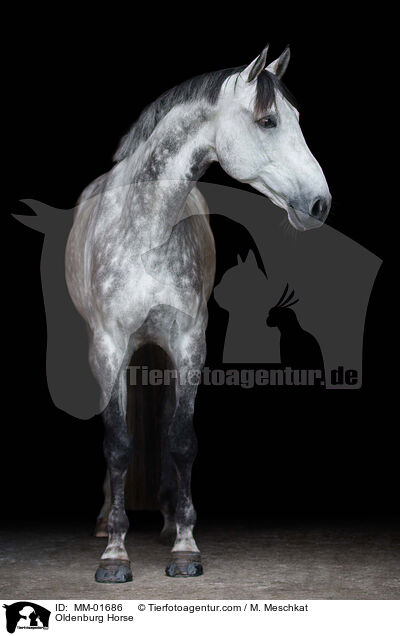 Oldenburg Horse / MM-01686