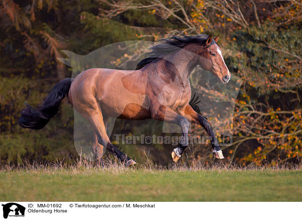 Oldenburg Horse / MM-01692