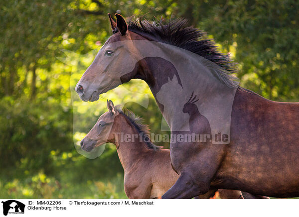 Oldenburg Horse / MM-02206