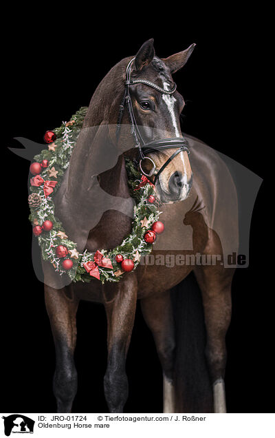 Oldenburg Horse mare / JRO-01724